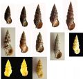 Cerithium lividulum e repandum